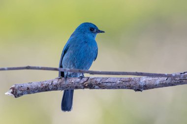 Doğası yeşil olan güzel bir Verditer sinekkapanı kuşu.