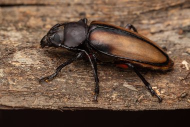 Longhorn Beetle Sabah, Borneo 'nun makro yakın çekimi