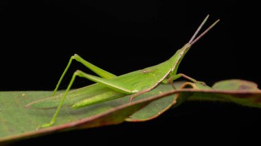 Katydid 'in Borneo Adası' ndaki yeşil yaprakların üzerindeki doğal orman görüntüsü.