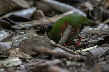 Bir ibikli keklik (Rollulus rouloul) aynı zamanda orman derin ormanlarında ibikli ahşap keklik, roul-roul, kırmızı taçlı orman kekliği olarak da bilinir.