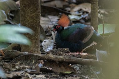 Bir ibikli keklik (Rollulus rouloul) aynı zamanda orman derin ormanlarında ibikli ahşap keklik, roul-roul, kırmızı taçlı orman kekliği olarak da bilinir.