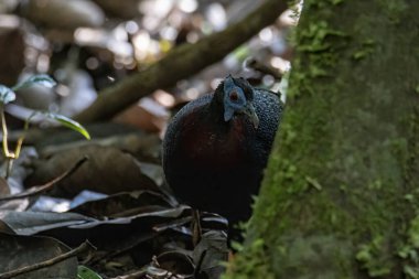 Sabah, Borneo Adası 'ndaki ormanın derinliklerinde bulunan nadir bulunan büyük kuş türü Bulwer' s Sülünü (Rare Endemic)