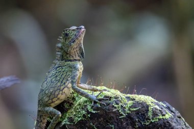 Ormanın derinliklerinde ender görülen kertenkele Gonochepalus Bornensis 'in doğa görüntüsü..