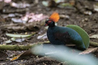 Bir ibikli keklik (Rollulus rouloul) aynı zamanda orman derin ormanlarında ibikli ahşap keklik, roul-roul, kırmızı taçlı orman kekliği olarak da bilinir.