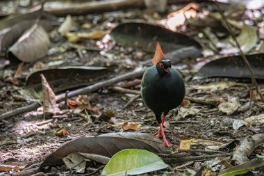 Bir ibikli keklik (Rollulus rouloul) aynı zamanda orman derin ormanlarında ibikli ahşap keklik, roul-roul, kırmızı taçlı orman kekliği olarak da bilinir.