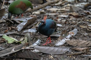 Bir ibikli keklik (Rollulus rouloul) aynı zamanda orman derin ormanlarında ibikli ahşap keklik, roul-roul, kırmızı taçlı orman kekliği olarak da bilinir.
