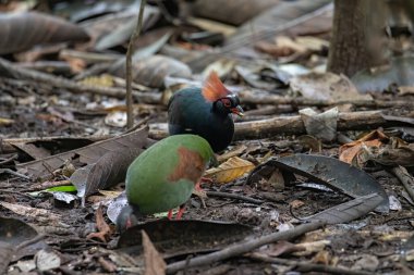 Bir ibikli keklik (Rollulus rouloul) aynı zamanda orman derin ormanlarında ibikli ahşap keklik, roul-roul, kırmızı taçlı orman kekliği olarak da bilinir.