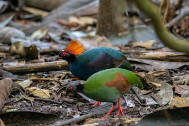 Bir ibikli keklik (Rollulus rouloul) aynı zamanda orman derin ormanlarında ibikli ahşap keklik, roul-roul, kırmızı taçlı orman kekliği olarak da bilinir.