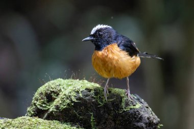Borneo Adası 'ndaki doğa yağmur ormanlarındaki beyaz taç şama görüntüsü..