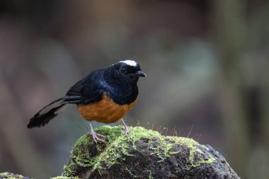 Borneo Adası 'ndaki doğa yağmur ormanlarındaki beyaz taç şama görüntüsü..