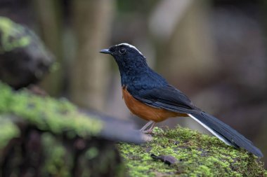 Borneo Adası 'ndaki doğa yağmur ormanlarındaki beyaz taç şama görüntüsü..
