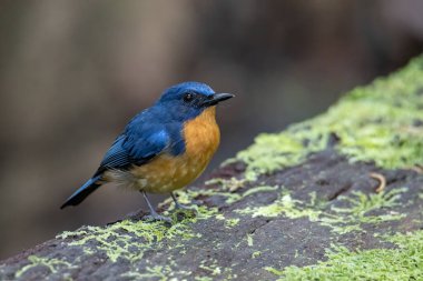 Sabah, Borneo 'daki Hill Blue Bird Ormanı' nın doğa görüntüsü.
