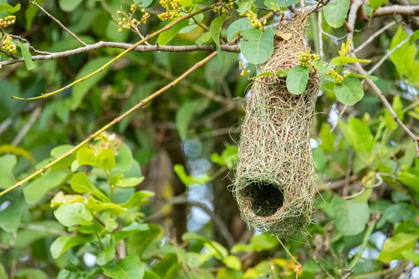 Φύση Άγρια Εικόνα Του Baya Υφαντή Φωλιά Πουλιών Κρέμεται Δέντρο — Φωτογραφία Αρχείου
