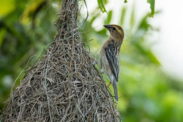 Naturaleza Fauna Imagen Tejedor Baya Dentro Nido Pájaro —  Fotos de Stock