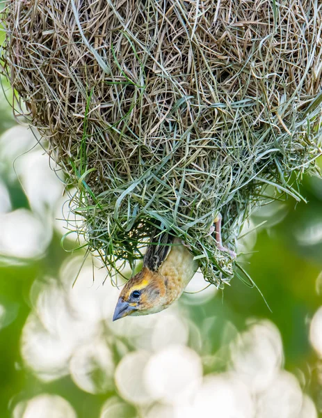 Natura Dzika Przyroda Obraz Baya Tkacza Wewnątrz Gniazda Ptaków — Zdjęcie stockowe