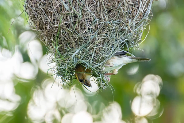Φύση Άγρια Εικόνα Του Υφαντή Baya Μέσα Φωλιά Πουλιών — Φωτογραφία Αρχείου