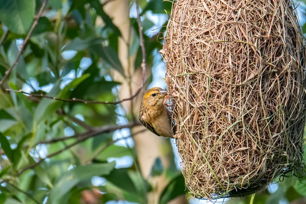 Natureza Imagem Vida Selvagem Tecelão Baya Dentro Ninho Pássaros — Fotografia de Stock