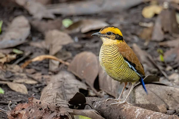 Naturaleza Fauna Imagen Borneo Banded Pitta Hydrornis Schwaneri Encuentra Solo — Foto de Stock