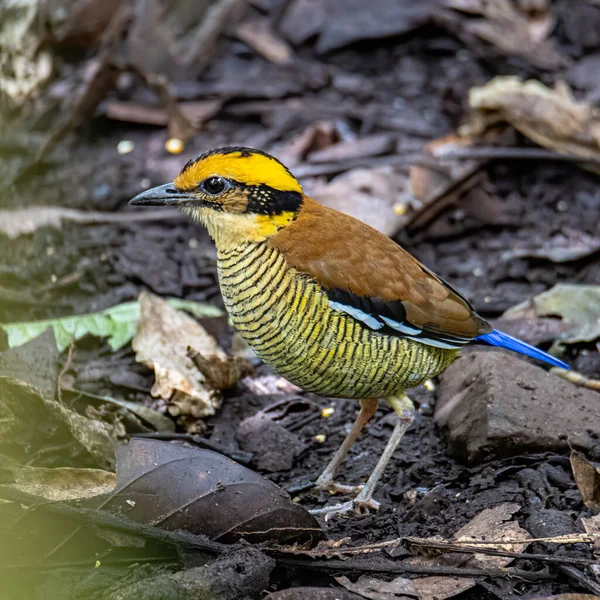 Naturaleza Fauna Imagen Borneo Banded Pitta Hydrornis Schwaneri Encuentra Solo — Foto de Stock