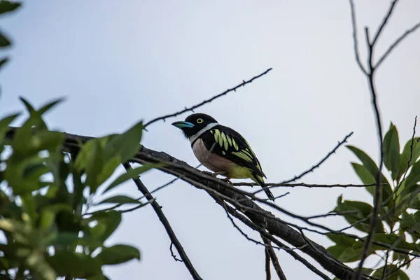 Nature Wildlife Image Black Yellow Broadbill Sabah Borneo — Stock Photo, Image