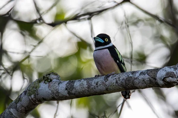 Příroda Divoká Zvěř Obraz Černožluté Broadbill Sabah Borneo — Stock fotografie