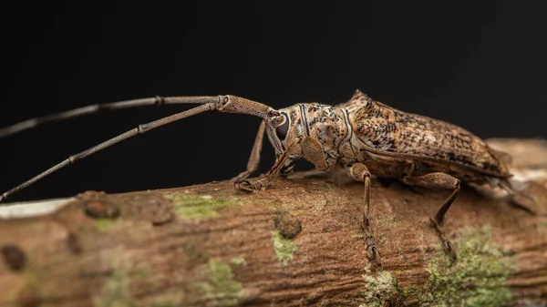 Μακροεντολή Closeup Του Longhorn Beetle Sabah Βόρνεο — Φωτογραφία Αρχείου