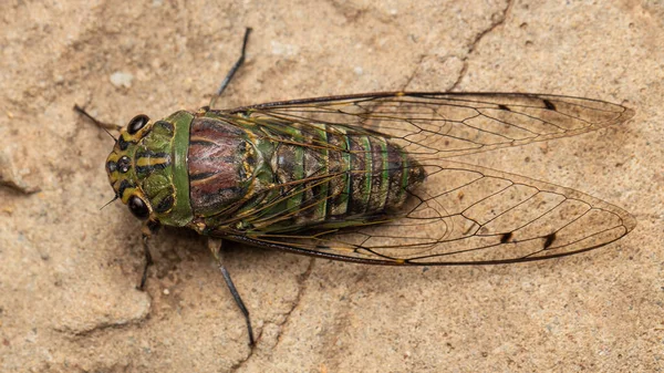 Nature Wildlife Macro Image Cicada Deep Jungle — Stock Photo, Image