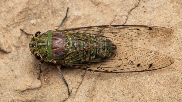 Natur Natur Makroaufnahme Von Zikaden Auf Tiefen Dschungel — Stockfoto