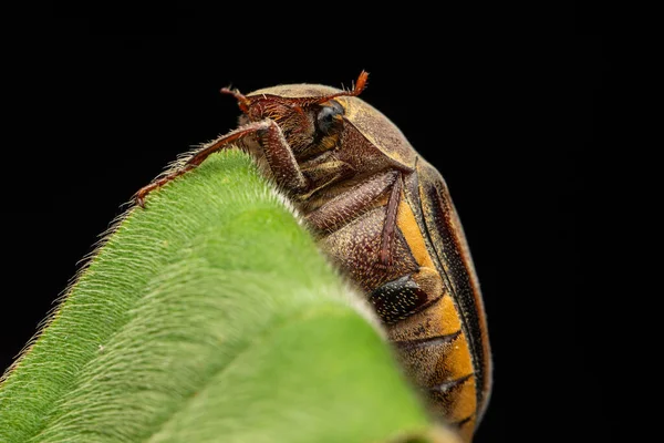 Příroda Divoká Zvěř Makro Obraz Kohoutů Exopholis Hypoleuca Zelených Listech — Stock fotografie