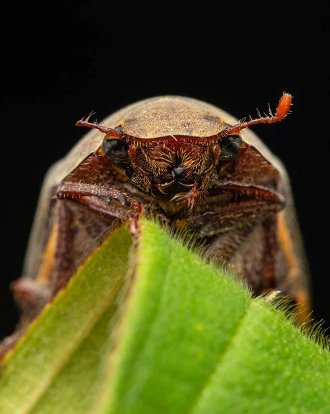 Yeşil Yapraklar Üzerindeki Doğal Vahşi Yaşam Makro Görüntüsü Exopholis Hypoleuca — Stok fotoğraf