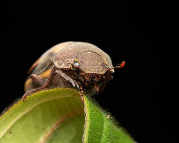 Natureza Vida Selvagem Macro Imagem Galos Exopholis Hypoleuca Folhas Verdes — Fotografia de Stock