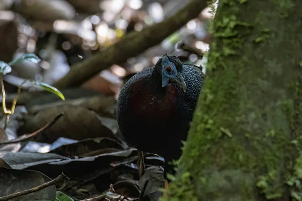 Sabah, Borneo Adası 'ndaki ormanın derinliklerinde bulunan nadir bulunan büyük kuş türü Bulwer' s Sülünü (Rare Endemic)