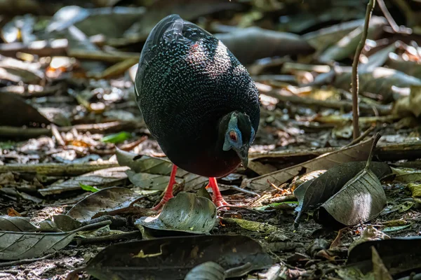 A rare big bird species Bulwer\'s Pheasant (Rare Endemic) found on deep jungle forest at Sabah, Borneo Island