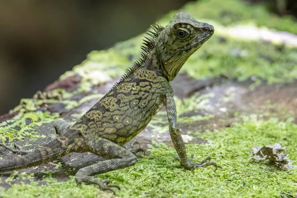 생태계의 도마뱀 Gonochepalus Bornensis 사진깊은 정글에 — 스톡 사진