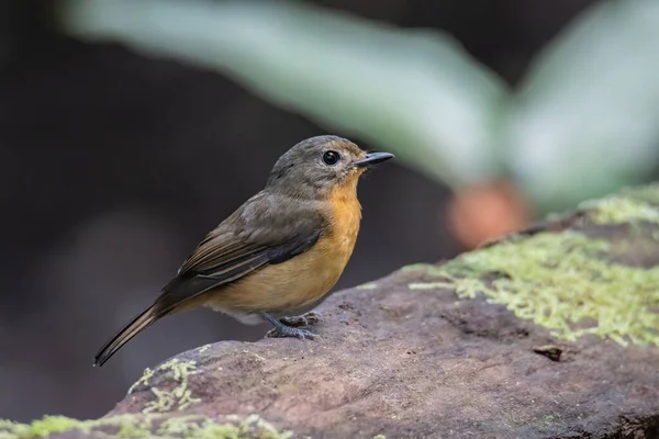 Natuurlijke Fauna Beeld Van Heuvel Blauwe Vogel Diep Jungle Bos — Stockfoto