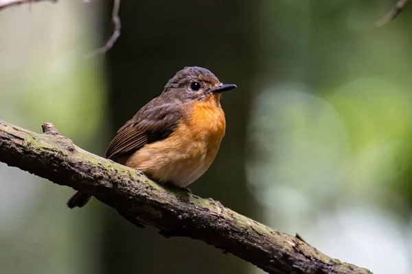 Natur Dyreliv Billede Hill Blå Fugl Dyb Jungle Skov Sabah - Stock-foto