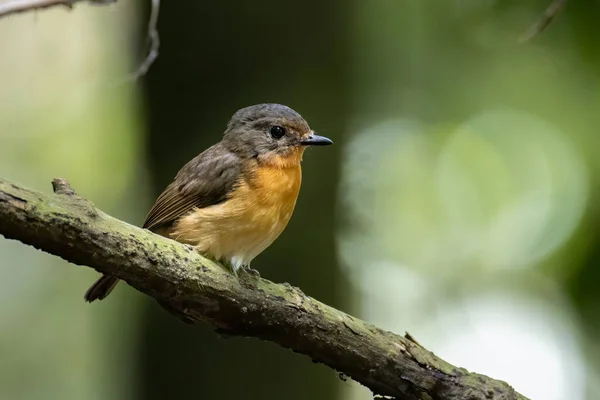 Naturen Vilt Bild Hill Blå Fågel Djup Djungel Skog Sabah — Stockfoto