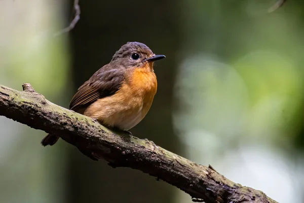 Naturen Vilt Bild Hill Blå Fågel Djup Djungel Skog Sabah — Stockfoto