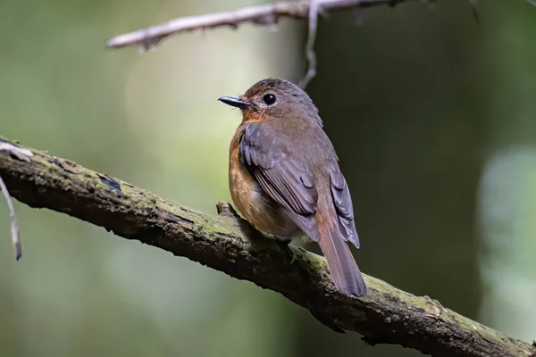 Natura Fauna Selvatica Immagine Hill Blue Bird Deep Jungle Forest — Foto Stock