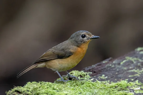 Natuurlijke Fauna Beeld Van Heuvel Blauwe Vogel Diep Jungle Bos — Stockfoto