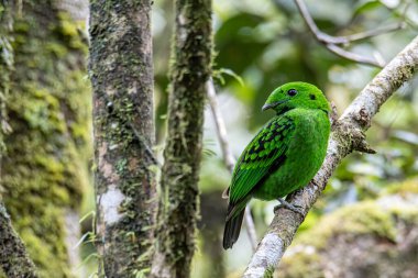 Dala tüneyen güzel yeşil bir kuş. Whitehead 'in Borneo' ya özgü Broadbill kuşu