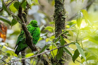 Dala tüneyen güzel yeşil bir kuş. Whitehead 'in Borneo' ya özgü Broadbill kuşu