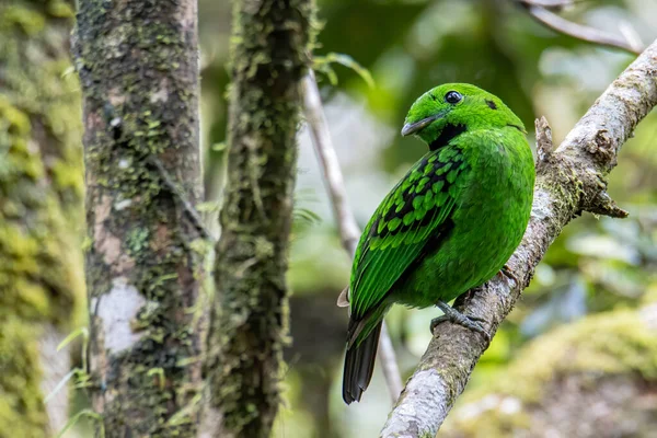 Vacker Fågel Grön Sändningssedel Sittande Gren Whiteheads Broadbill Fågel Endemisk — Stockfoto