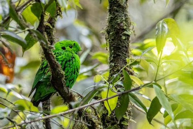 Dala tüneyen güzel yeşil bir kuş. Whitehead 'in Borneo' ya özgü Broadbill kuşu