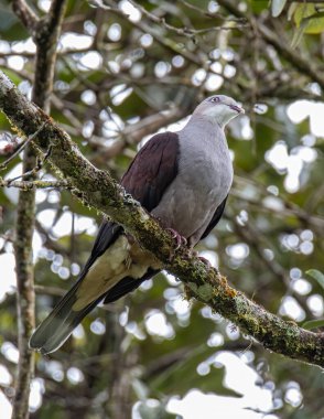 Dağ İmparatorluğu Güvercini yağmur ormanlarındaki ağaç dalına tünemiş.