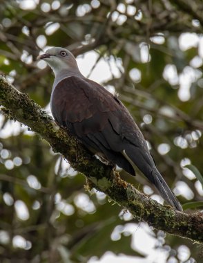 Dağ İmparatorluğu Güvercini yağmur ormanlarındaki ağaç dalına tünemiş.