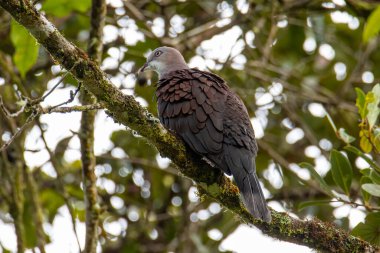 Dağ İmparatorluğu Güvercini yağmur ormanlarındaki ağaç dalına tünemiş.