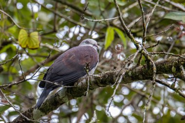 Dağ İmparatorluğu Güvercini yağmur ormanlarındaki ağaç dalına tünemiş.
