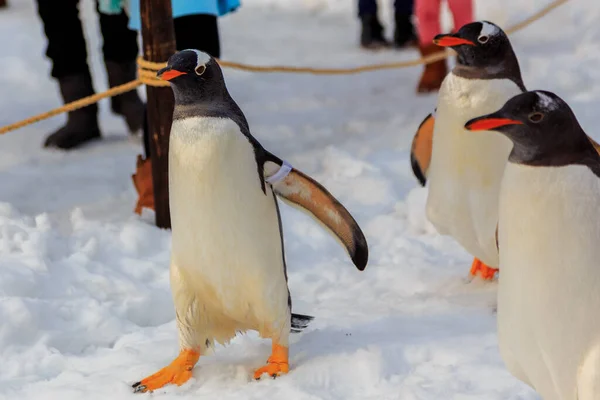 Penguins walk in line up on the snow