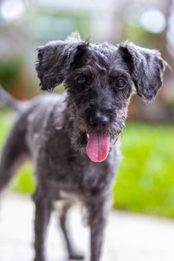 Şirin Oyuncak Kaniş 'in portre resmi yeşil bahçede oturuyor.